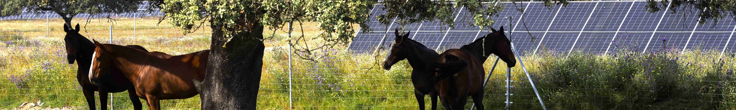 Talayuela II Solar Plant